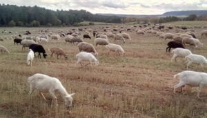 ASAJA Cuenca traslada a Agricultura el malestar de los ganaderos por el perjuicio que les ocasiona labrar los rastrojos al finalizar la cosecha