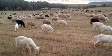 ASAJA Cuenca traslada a Agricultura el malestar de los ganaderos por el perjuicio que les ocasiona labrar los rastrojos al finalizar la cosecha