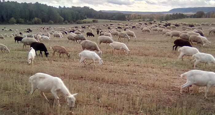 ASAJA Cuenca traslada a Agricultura el malestar de los ganaderos por el perjuicio que les ocasiona labrar los rastrojos al finalizar la cosecha