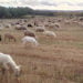 ASAJA Cuenca traslada a Agricultura el malestar de los ganaderos por el perjuicio que les ocasiona labrar los rastrojos al finalizar la cosecha 3 ASAJA Cuenca traslada a Agricultura el malestar de los ganaderos por el perjuicio que les ocasiona labrar los rastrojos al finalizar la cosecha