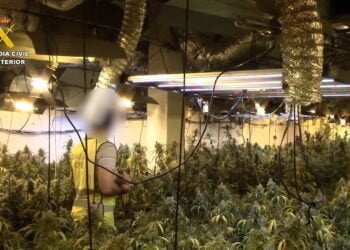 Desmantelada una plantación de marihuana de alto rendimiento en Alcolea del Pinar