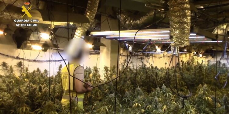 Desmantelada una plantación de marihuana de alto rendimiento en Alcolea del Pinar