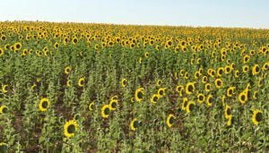 El Gobierno regional abona alrededor de 7,2 millones de euros en ayudas de la PAC a más de 15.000 beneficiarios de la provincia de Cuenca