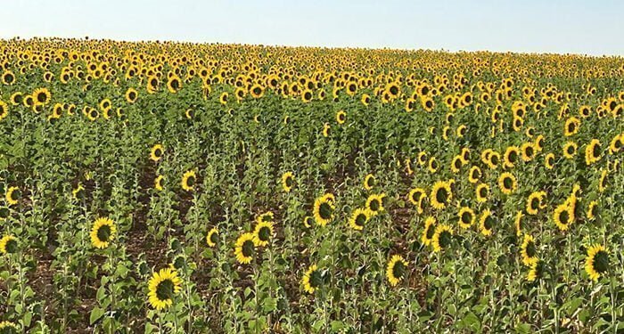 El Gobierno regional abona alrededor de 7,2 millones de euros en ayudas de la PAC a más de 15.000 beneficiarios de la provincia de Cuenca 1 El Gobierno regional abona alrededor de 7,2 millones de euros en ayudas de la PAC a más de 15.000 beneficiarios de la provincia de Cuenca