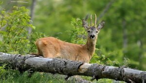 Entra en vigor la nueva Orden que fija los periodos hábiles de caza y las vedas para la temporada 2023-2024 en Castilla-La Mancha