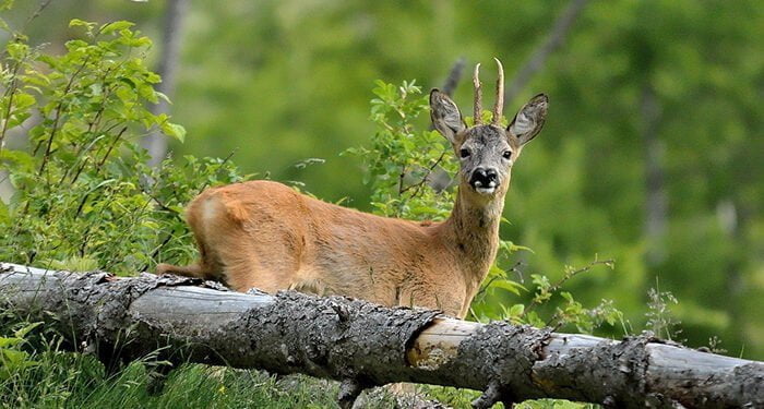 Entra en vigor la nueva Orden que fija los periodos hábiles de caza y las vedas para la temporada 2023-2024 en Castilla-La Mancha