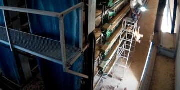 Juicio contra los dueños de una granja avícola de Guadalajara por el presunto maltrato continuado a 170.000 gallinas