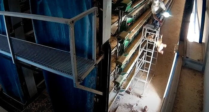 Juicio contra los dueños de una granja avícola de Guadalajara por el presunto maltrato continuado a 170.000 gallinas