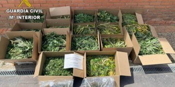 La Guardia Civil desmantela dos plantaciones de marihuana “indoor” en Torrejón del Rey y en Uceda