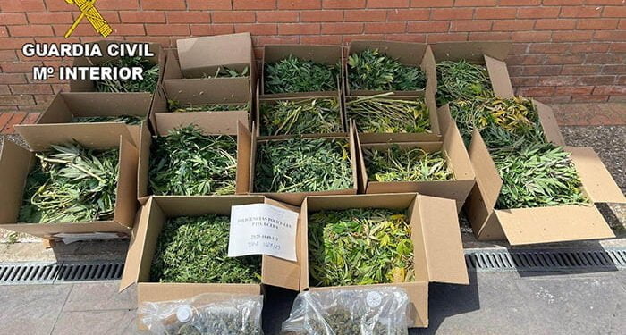 La Guardia Civil desmantela dos plantaciones de marihuana “indoor” en Torrejón del Rey y en Uceda