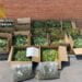 La Guardia Civil desmantela dos plantaciones de marihuana “indoor” en Torrejón del Rey y en Uceda