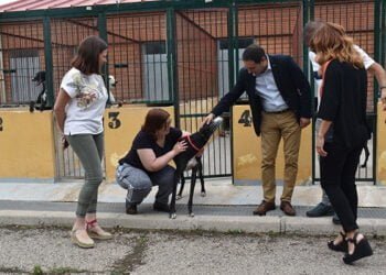 Mejorar la vida de los perros y de las personas con problemas de salud mental es el objetivo de Vivir y la Diputación de Cuenca Mejorar la vida de los perros y de las personas con problemas de salud mental es el objetivo de Vivir y la Diputación de Cuenca
