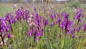 Orquídeas silvestres las bellas desconocidas