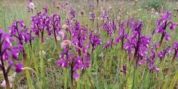 Orquídeas silvestres las bellas desconocidas