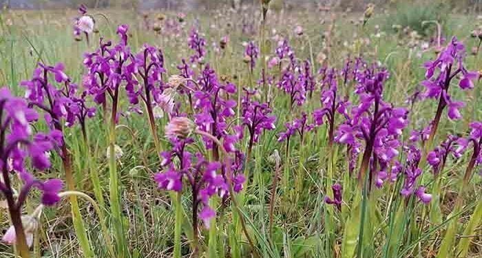 Orquídeas silvestres: las bellas desconocidas 1 Orquídeas silvestres las bellas desconocidas