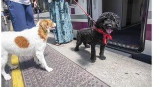 Se podrá viajar con perros de hasta 40 kilos en el AVE Madrid-Alicante y Madrid-València