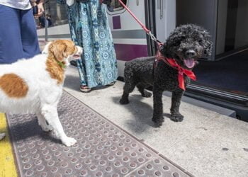Se podrá viajar con perros de hasta 40 kilos en el AVE Madrid-Alicante y Madrid-València