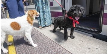 Se podrá viajar con perros de hasta 40 kilos en el AVE Madrid-Alicante y Madrid-València