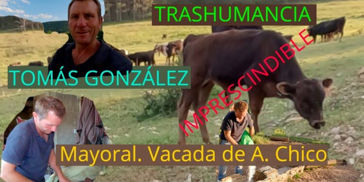 Trashumancia. Tomás González, Mayoral de la vacada de Alicia Chico