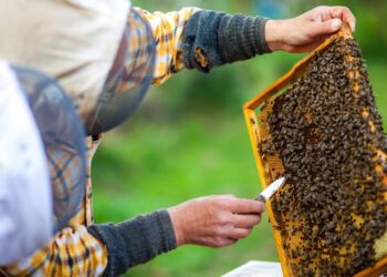 La Junta concederá una ayuda directa de 358.000 euros a 340 apicultores profesionales trashumantes