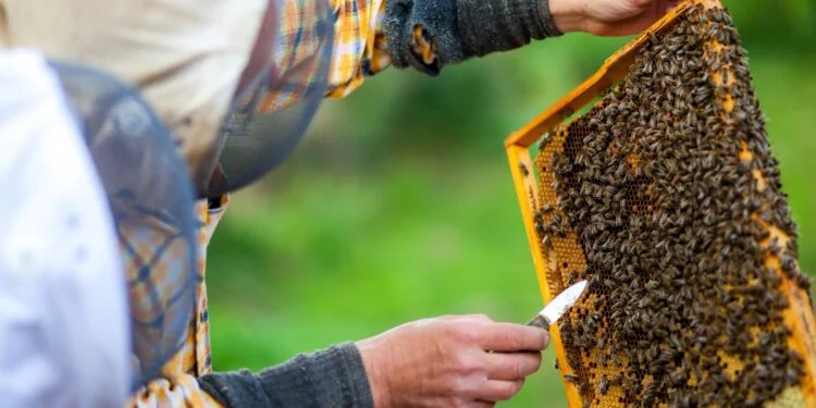 apicultura shutterstock 359387177 scaled 1