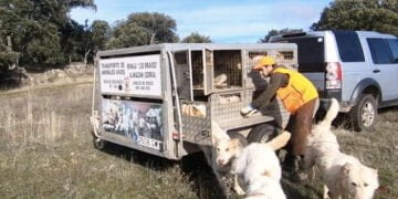 ARRECAL cree que la nueva normativa está pensada para el ganado las rehalas no son ni vacas ni mascotas