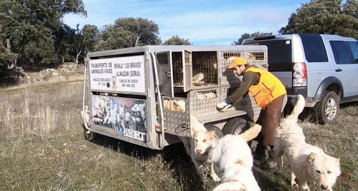 ARRECAL cree que la nueva normativa está pensada para el ganado las rehalas no son ni vacas ni mascotas