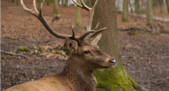 ARRECAL insta al MAPA a que agilice los protocolos de notificación y muestras ante el posible aumento de casos de EHE en cérvidos ibéricos 1 ARRECAL insta al MAPA a que agilice los protocolos de notificación y muestras ante el posible aumento de casos de EHE en cérvidos ibéricos