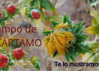 Campo de cártamo. Te lo mostramos