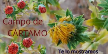 Campo de cártamo. Te lo mostramos