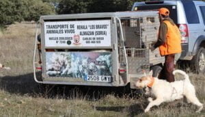 El MAPA favorece la simplificación administrativa a los rehaleros para la limpieza y desinfección de vehículos tras la petición de ARRECAL