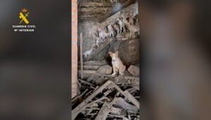 El Seprona denuncia la existencia de 24 perros en pésimas condiciones higiénico sanitarias en una leñera en Zaorejas