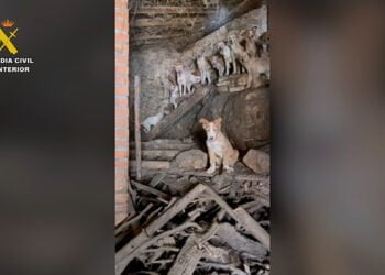 El Seprona denuncia la existencia de 24 perros en pésimas condiciones higiénico sanitarias en una leñera en Zaorejas