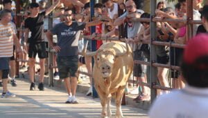Entretenido encierro urbano en el sábado de Fiestas en Cabanillas