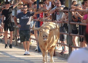 Entretenido encierro urbano en el sábado de Fiestas en Cabanillas