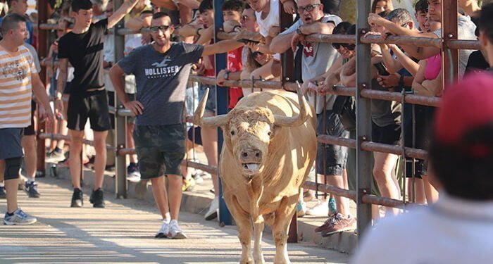 Entretenido encierro urbano en el sábado de Fiestas en Cabanillas 1 Entretenido encierro urbano en el sábado de Fiestas en Cabanillas