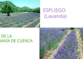 Cosas del verano. Espliego en el Parque Natural de la Serranía de Cuenca