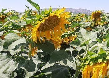La Asociación Española del Girasol (AEG) augura una producción mundial de semillas de girasol récord