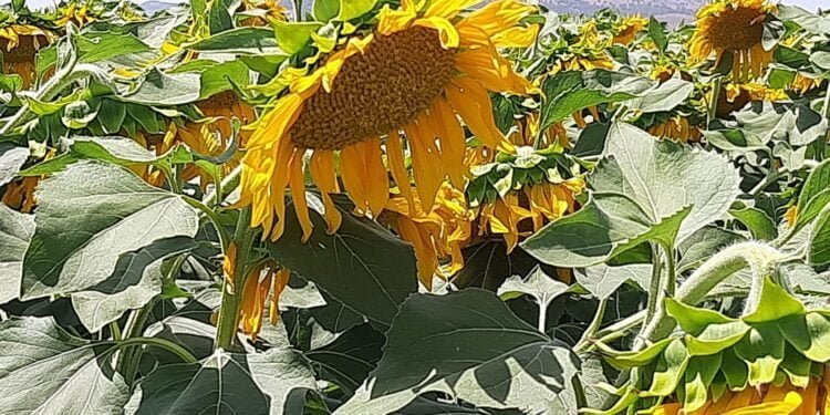 La Asociación Española del Girasol (AEG) augura una producción mundial de semillas de girasol récord 1 img 20230727 wa0018