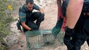 La Guardia Civil de Cuenca rescata a un gato montés atrapado en una trampa