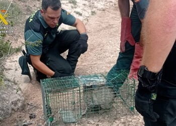 La Guardia Civil de Cuenca rescata a un gato montés atrapado en una trampa