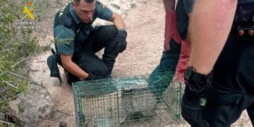 La Guardia Civil de Cuenca rescata a un gato montés atrapado en una trampa