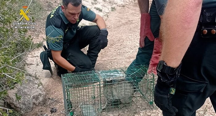 La Guardia Civil de Cuenca rescata a un gato montés atrapado en una trampa en Pinarejo 1 La Guardia Civil de Cuenca rescata a un gato montés atrapado en una trampa