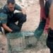 La Guardia Civil de Cuenca rescata a un gato montés atrapado en una trampa