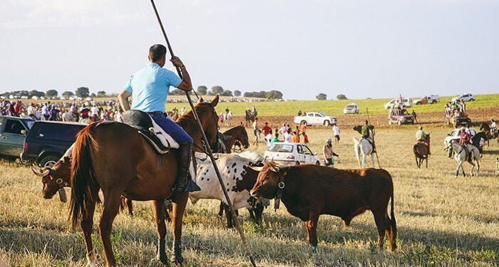 Rotundo éxito del Encierro por el Campo, recuperado en Cabanillas 76 años después