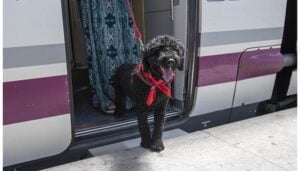 Se podrá viajar con mascotas hasta 10 kg en los trenes Avlo de alta velocidad