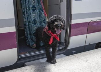 Se podrá viajar con mascotas hasta 10 kg en los trenes Avlo de alta velocidad
