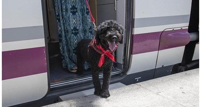 Se podrá viajar con mascotas hasta 10 kg en los trenes Avlo de alta velocidad