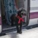 Se podrá viajar con mascotas hasta 10 kg en los trenes Avlo de alta velocidad