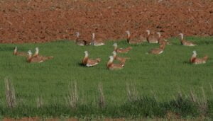 Ecologistas en Acción denuncia ante la Fiscalía de Medio Ambiente la planta fotovoltaica “Canes I” en Almoguera